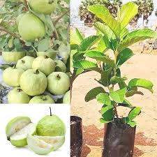 Taiwan White Guava (Amrud) Grafted Fruit Plant – With Pot | High-Yield Variety for Home Garden
