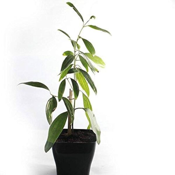 Bay Leaf (Tej Patta) Plant – With Pot | Aromatic Spice & Medicinal Herb for Home Garden - Image 3