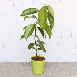 Bay Leaf (Tej Patta) Plant – With Pot | Aromatic Spice & Medicinal Herb for Home Garden
