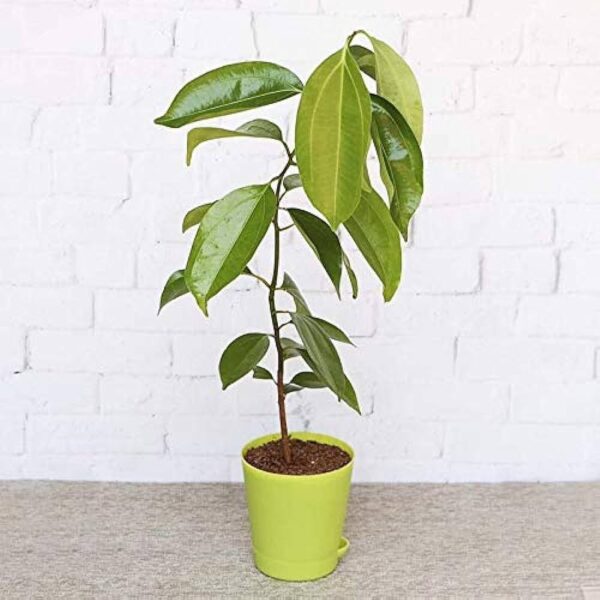 Bay Leaf (Tej Patta) Plant – With Pot | Aromatic Spice & Medicinal Herb for Home Garden