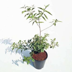 White Sandalwood Plant – With Pot  Chandan Tree