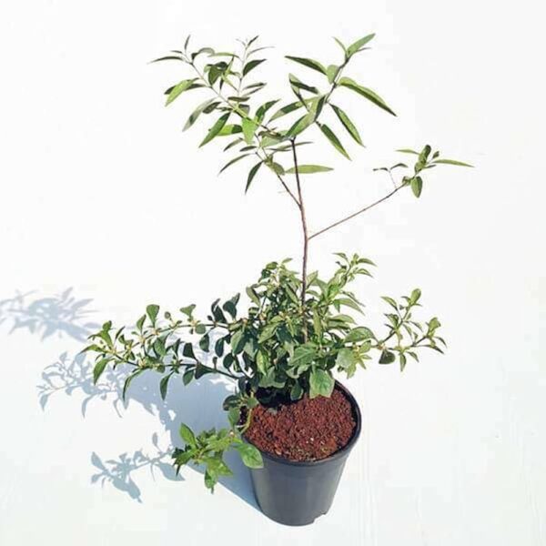 White Sandalwood Plant – With Pot  Chandan Tree