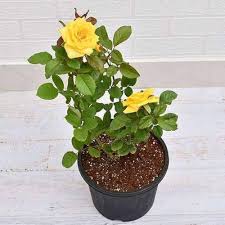 Yellow Rose Fresh Flowering Plant - With Pot