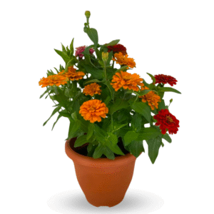 Orange Zinnia Plant in Pot – Live Flowering Plant for Home & Terrace