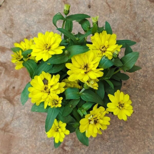 Yellow Zinnia Plant in Pot – Outdoor Annual Flowering Plant - Image 2
