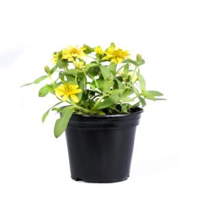 Yellow Zinnia Plant in Pot – Outdoor Annual Flowering Plant | TheNurseryWala