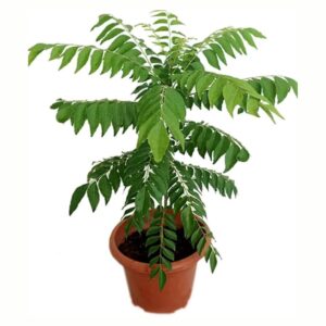 Live Curry Leaves (Kadi Patta / Meetha Neem) Plant – With Plastic Pot | Murraya koenigii