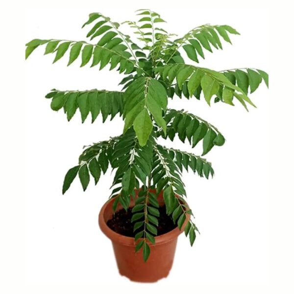 Live Curry Leaves (Kadi Patta / Meetha Neem) Plant – With Plastic Pot | Murraya koenigii